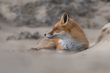 Red fox is relaxing on a sand hill, photographed in the dunes of the Netherlands.