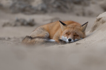 Time for a nap! This fox lay down to take a nap. Sleeping fox in the dunes of the Netherlands.