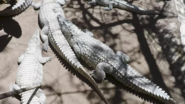 Group of alligator in the swamp