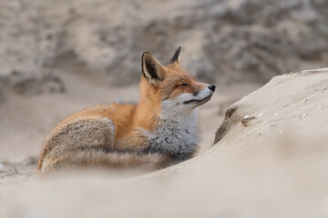 Red fox is relaxing on a sand hill, photographed in the dunes of the Netherlands.
