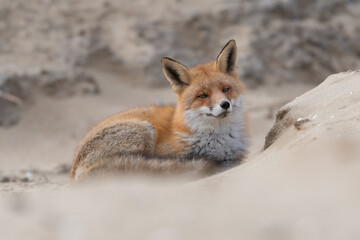 Red fox is relaxing on a sand hill, photographed in the dunes of the Netherlands.
