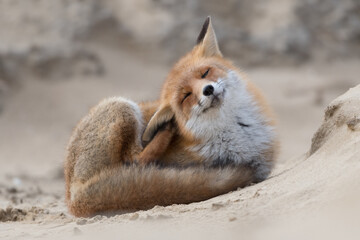 Red fox stretches after taking a nap, photographed in the dunes of the Netherlands.