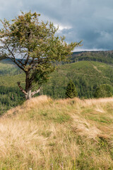 tree on a hill