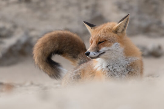 Red fox stretches after taking a nap, photographed in the dunes of the Netherlands.
