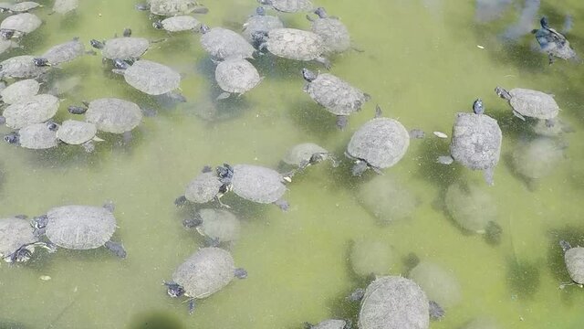 Very large group of turtles swim in a dirty pond