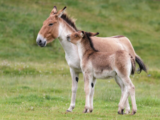 Obraz na płótnie Canvas Przewalski Horse (Equus ferus przewalskii) and foal