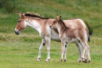 Naklejka na ściany i meble Przewalski Horse (Equus ferus przewalskii)