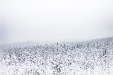Blick über den Winterwald