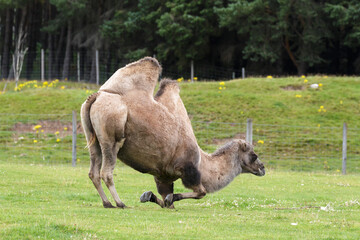 Bactrian Camel (Camelus bactrianus)