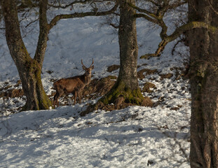 Winter deer between birches