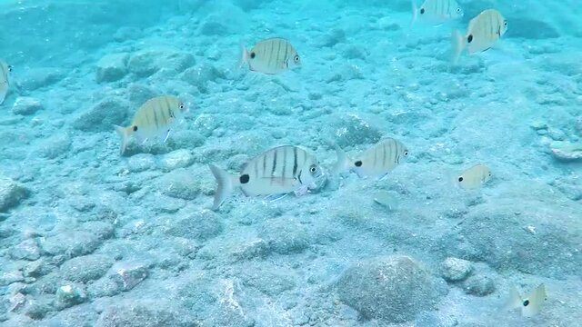 Group of fish swimming under the sea in the waters of gran canaria