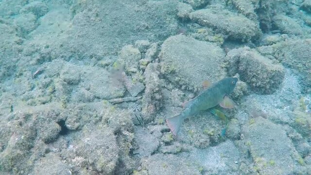 Big fish swimming underwater