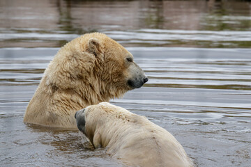 Polar Bears (Ursus maritimus) playing together in the water