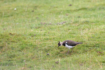 Northern Lapwing (Vanellus vanellus)