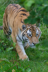 Naklejka na ściany i meble Siberian Tiger (Panthera tigris altaica) or Amur Tiger