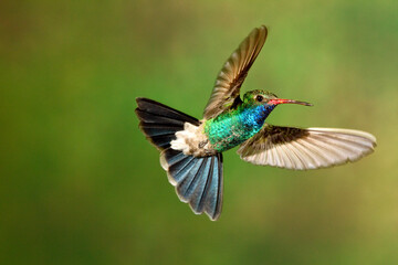 A broad billed humming bird in mid air.