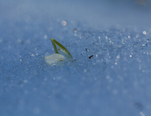Śnowdrop in the snow