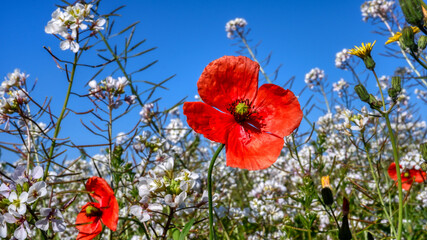 Red blooming poppies with a blue sky background near Valencia, Spain
