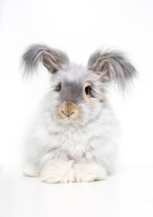 A furry English Angora rabbit with long hair on its ears