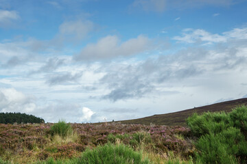 Heather near Lochindorb
