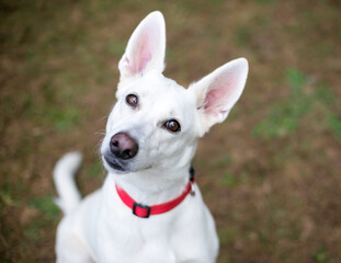 A white Shepherd dog listening with a head tilt