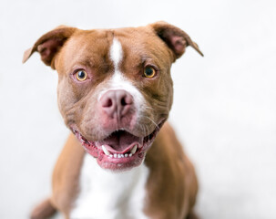 A red and white Boxer x Pit Bull Terrier mixed breed dog looking up at the camera with a happy expression