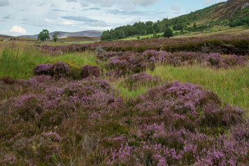Fototapeta na wymiar Countryside at Lochindorb