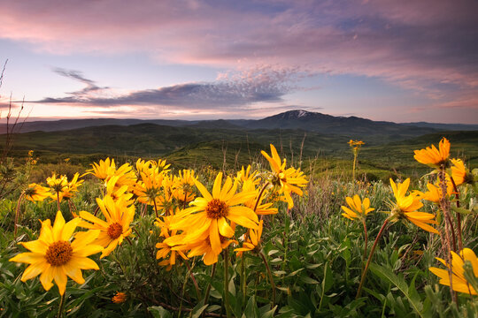 Scenic image of Mule Ear wildflowers at sunrise in the Wasatch mountains of northern Utah.     