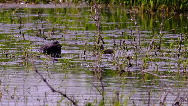 Eurasian coot (Fulica atra), also known as  common coot, or Australian coot, is a rail and crake bird (Rallidae) with a chick swimming in the Reevediep lake in Overijssel, Netherlands during a springt