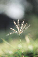 Fototapeta premium grass flowers with blured background, selected focus on the beach