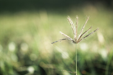 Obraz premium grass flowers with blured background, selected focus on the beach