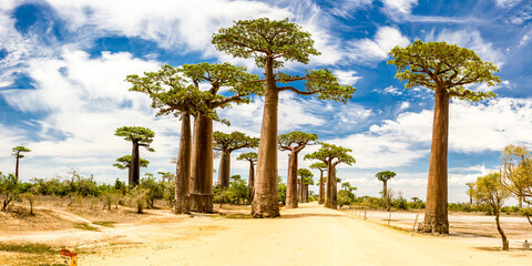Fototapeta na wymiar Panoramic Avenue of the Baobabs with green leaves during the sunny day with blue sky and white clouds