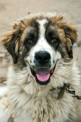 Moscow Watchdog portrait. The dog shows his tongue.