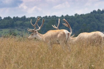 Naklejka na ściany i meble Deer on hill with huge antlers.