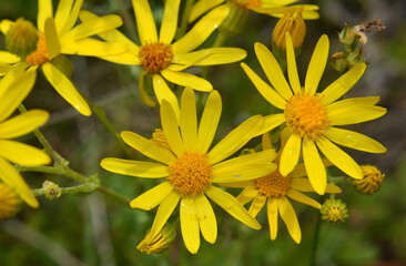 The plant Jacobaea vulgaris grows in the wild