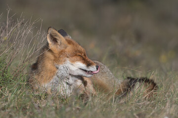Red fox is relaxing in the grass, photographed in the dunes of the Netherlands.