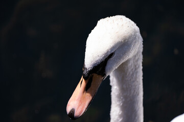 Closed up if a swan