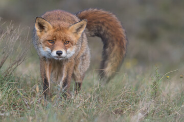 red fox stretches after taking a nap, photographed in the dunes of the Netherlands.