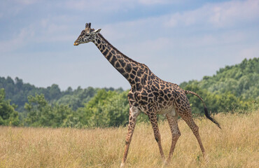 Obraz premium Giraffe on the range with blue sky's and long neck