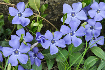 Spring blossom of periwinkle small