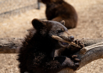 baby bear chewing on a stick