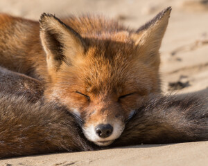 Naklejka na ściany i meble Time for a nap! This fox lay down to take a nap. Sleeping fox in the dunes of the Netherlands.