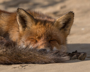 Time for a nap! This fox lay down to take a nap. Sleeping fox in the dunes of the Netherlands.