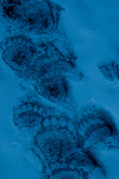 Grizzly tracks in ice and snow; Waterton-Glacier International Peace Park, Glacier County, Montana        