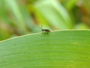 On the plant Western corn beetle