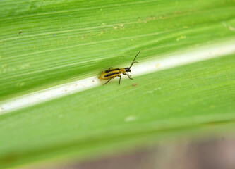 On the plant Western corn beetle