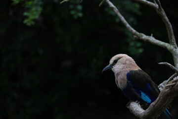 Stunning white and blue bird sitting on a branch