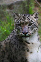 Snow leopard with a bloody face.