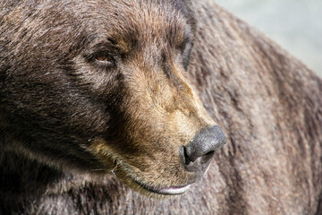 Grizzly bear face and nose closeup,  bear looking to the side, Alaska