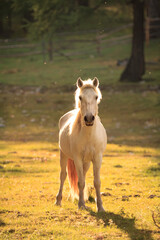 Obraz premium White elegant horse in soft sunlight looking like a magic horse from fantasy movie